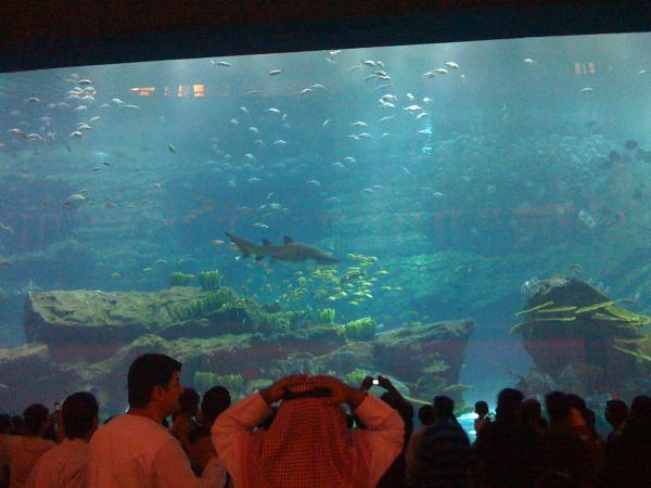 dubai mall logo. dubai mall aquarium shark.